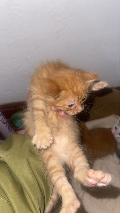 Отдаем котенка в добрые руки