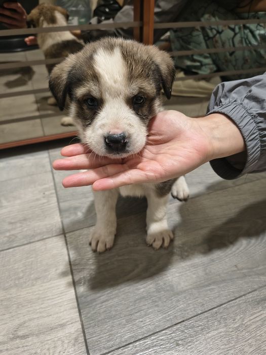 Отдам щенков бесплатно