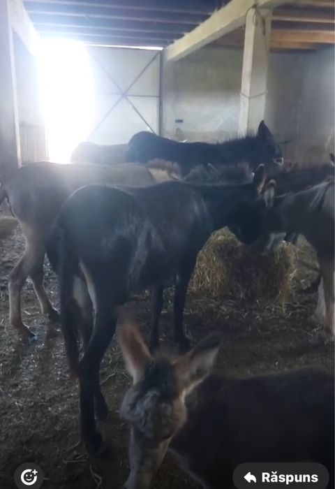 Vand magarite cu lapte foarte bune ajunge la 1 litru de lapte la muls