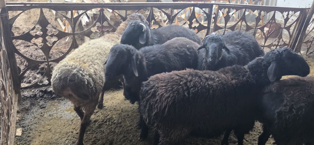 Тиш бузмаган кучкорлар сотилади.