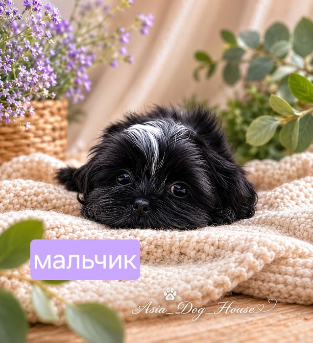 Премиум-класс с первого дня» щенки