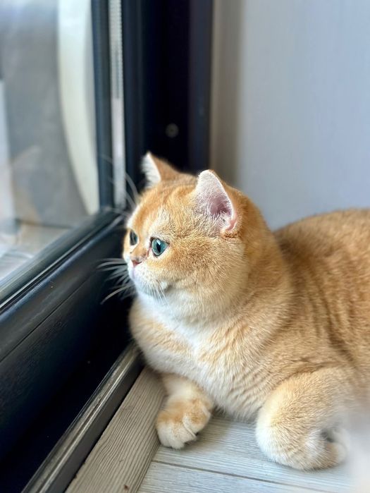 Вязка  с Сулейманом