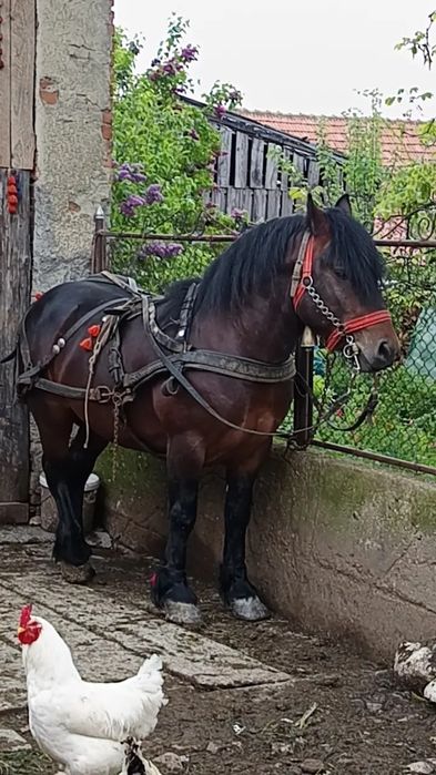 Vând armăsar de trei ani