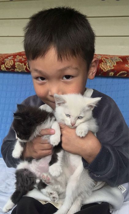 Котенок ищет дом
