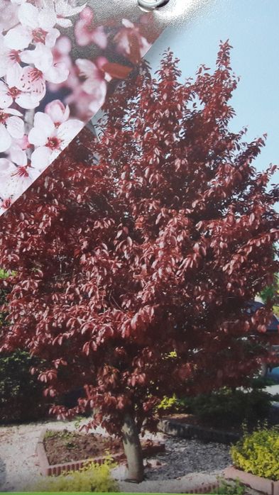 Prunus Nigra Cerasifera