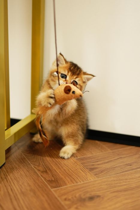 Шиншиллы Алматы котята