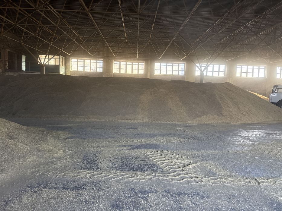 Арпа,Ячмень кормовая