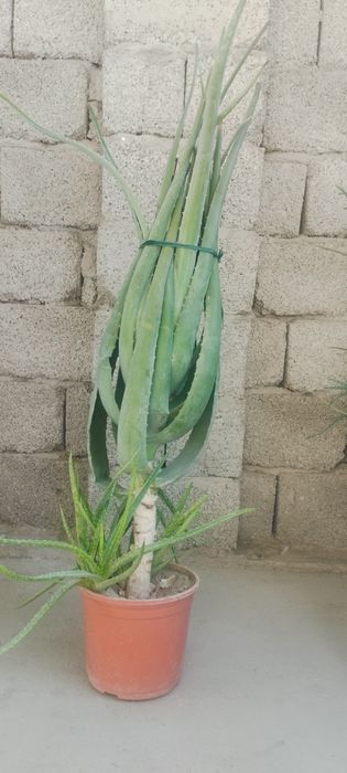 Ofis va uy uchun gullar