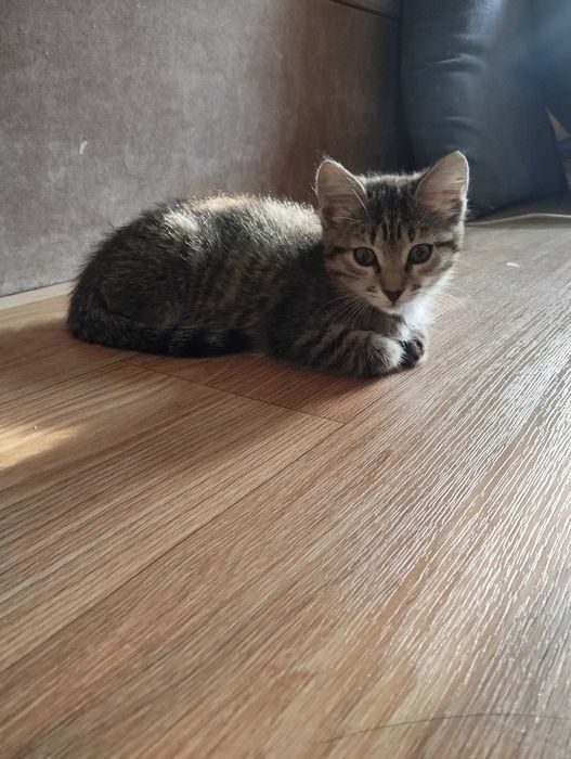 Отдам котенка девочку в добрые руки