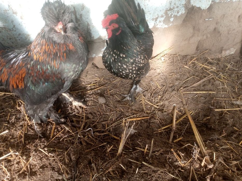 Xoʻrozchalar tezda sotiladi