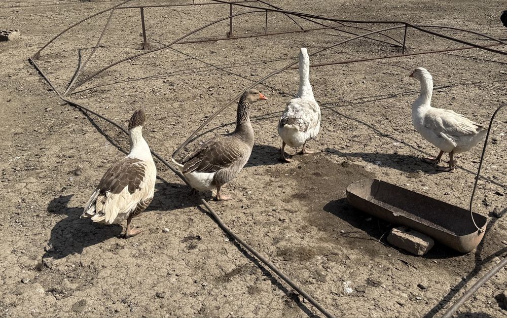 Gaste tinere de vanzare