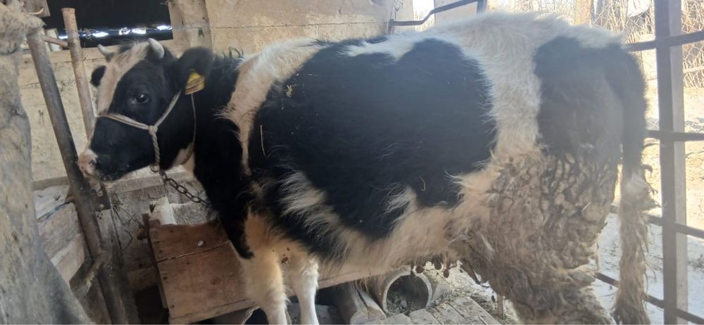 Ұрғашы баспаааақ