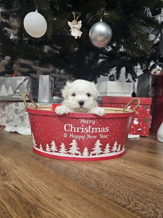 Bichon maltez mini toy