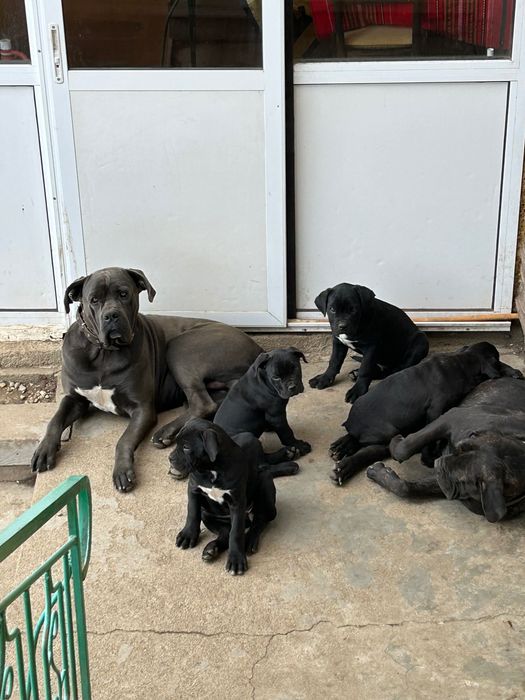 Малки кучета Кане Корсо