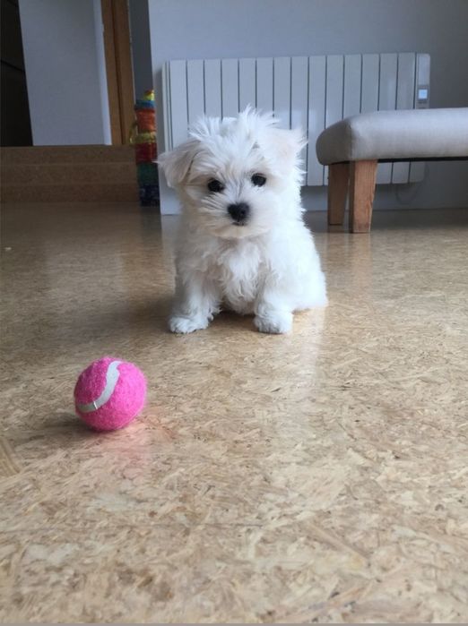 Băiat Bichon Maltez
