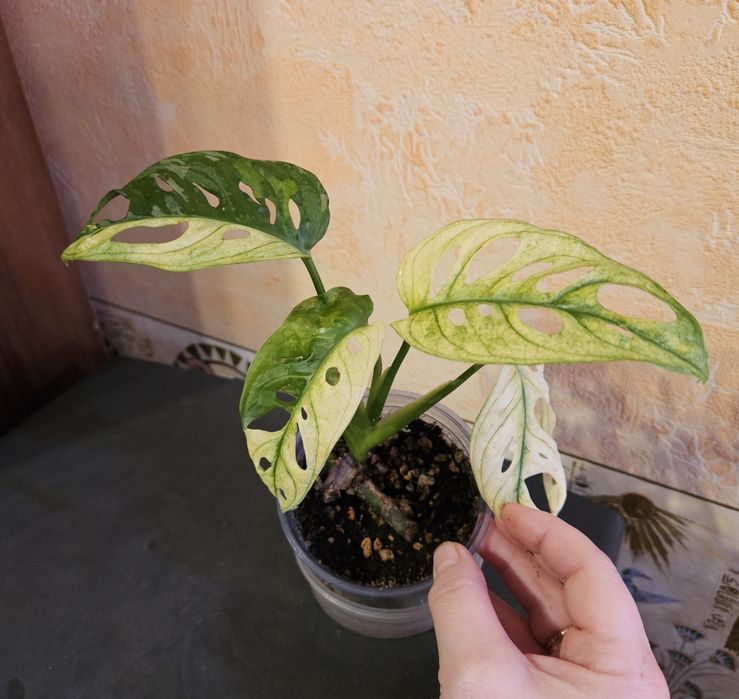 Продам комнатные растения