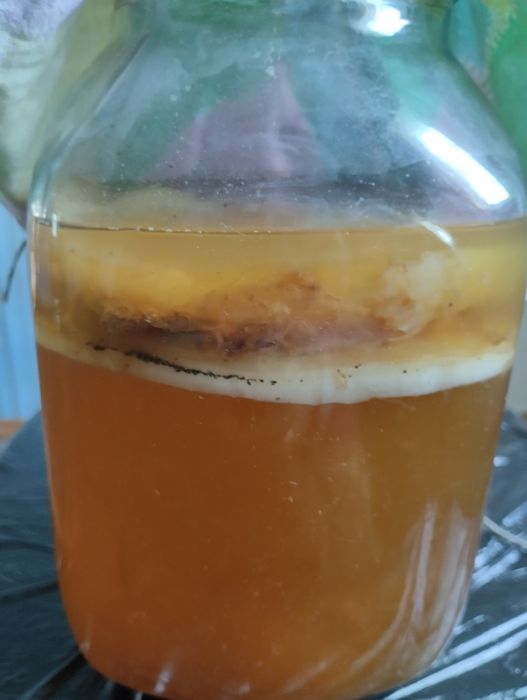 Чайный гриб ,очень полезный,СССР