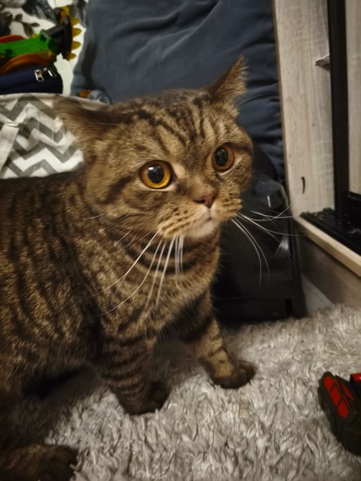 Срочно отдам кота батона