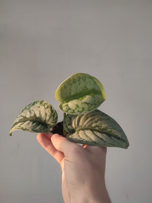 Сциндапсус экзотика