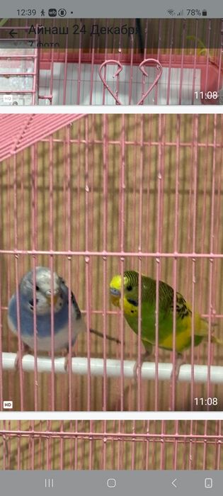 Продам попугайчиков ..
