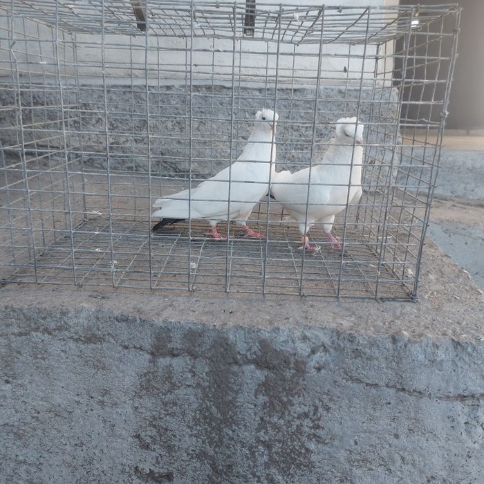 Чернахвость бровястые обрезные