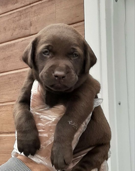 Labrador ciocolatiu fata