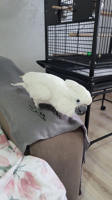 Papagal  Femelă Kakadu