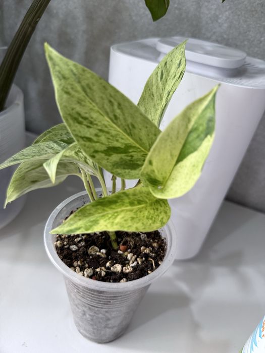 Эаипремнум марбл квин