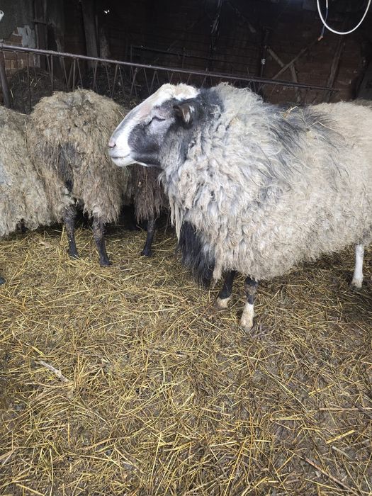 De vanzare Miei romanov