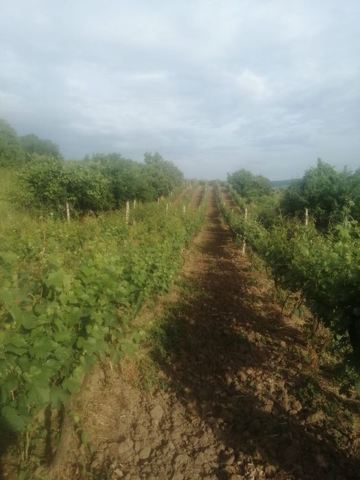 Vand  14 ari de vita de vie de altoi la preț de 3000 Euro.