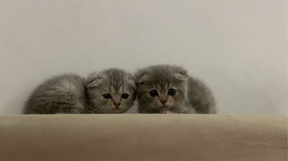 Прадаются кошки вислоухие