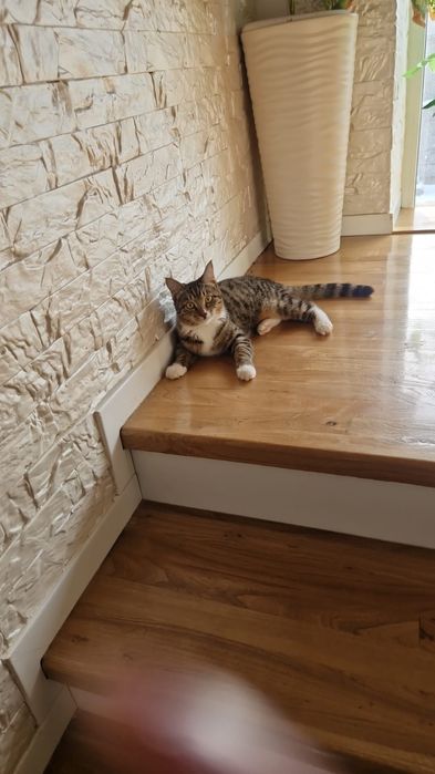 ПодРощенЫе КотЯта