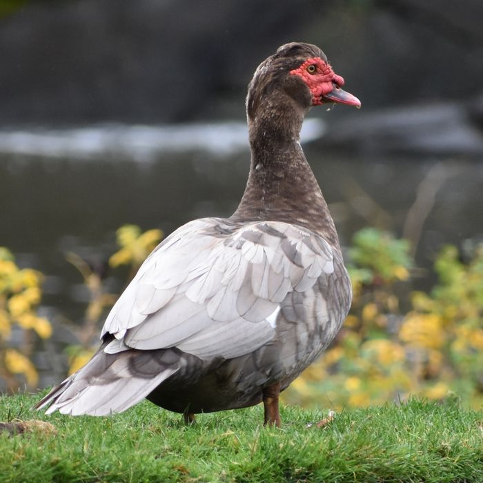 Oua incubat rata leseasca