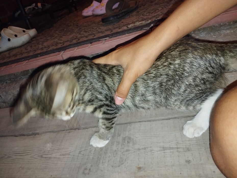 Котенка ы добрые руки