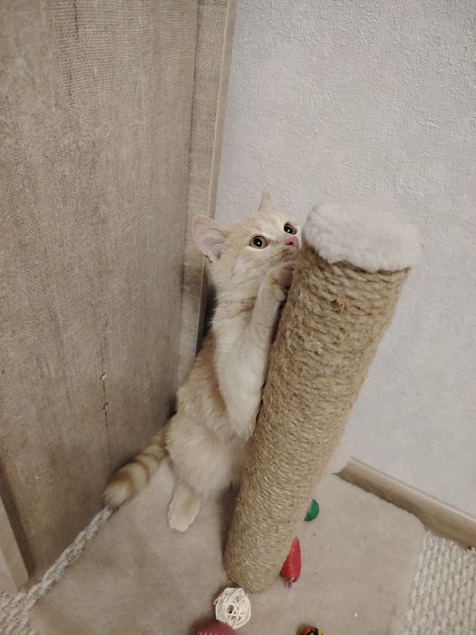 Срочно отдам котика