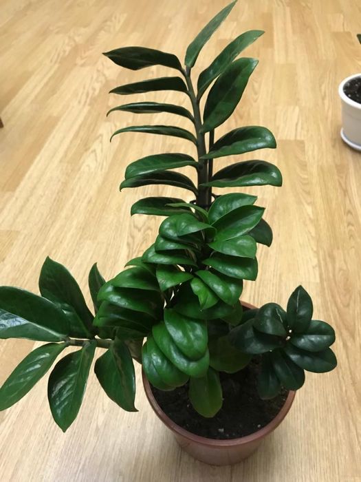 Комнатные цветы