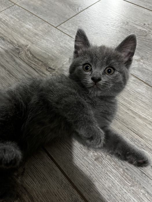 продам шотландских котят