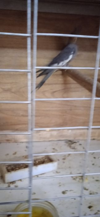 Продам попугаев птенцов