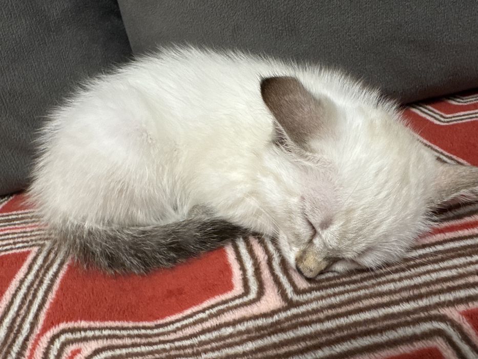 Отдам котенка (девочка, примерно 2-3 месяца)