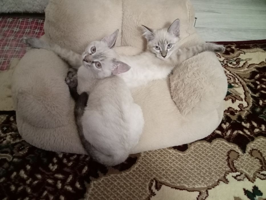 Продам тайскую кошечку
