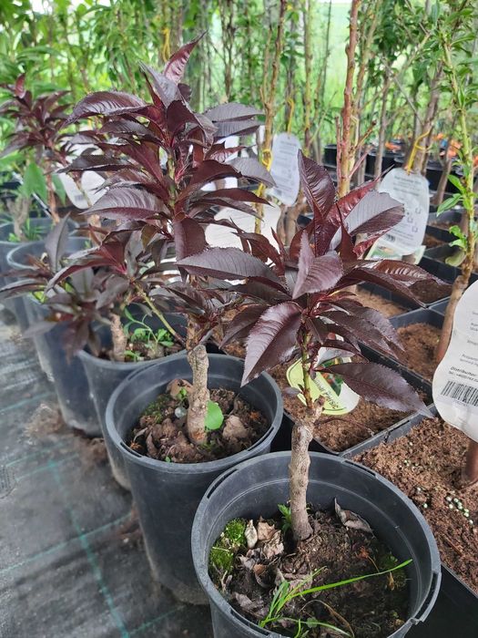 pomi columnari la ghiveci