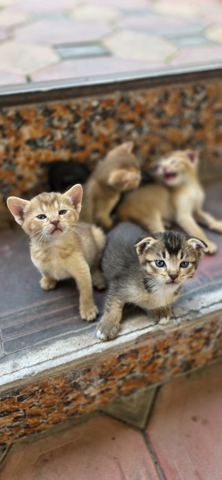 Котята на брон и продажу