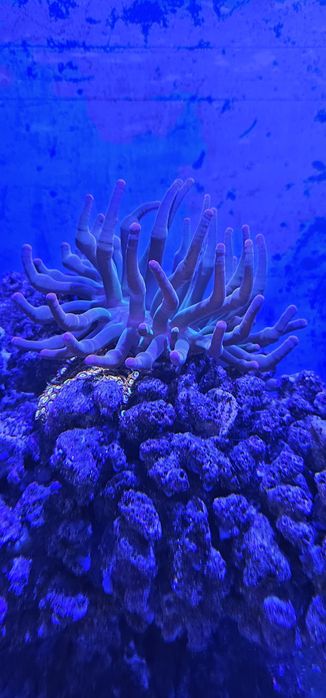 Anemona bubble tip roșie