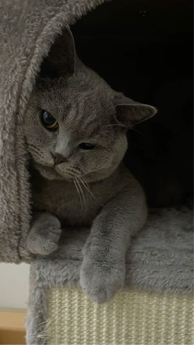 Продается котенок британский