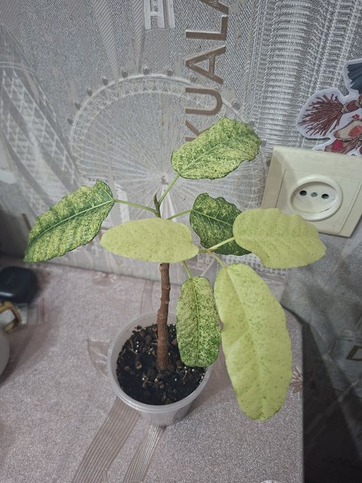 Продам комнатные цветы