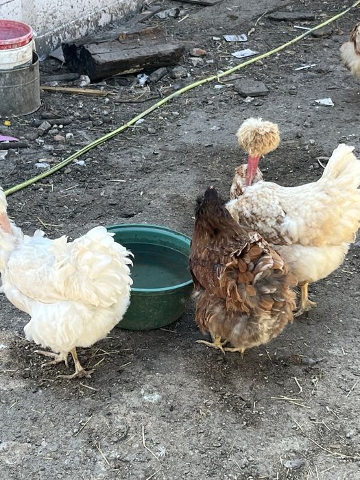 Vand fam. gaini motate