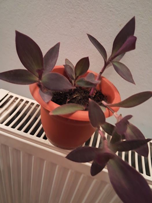 Planta Tradescantia