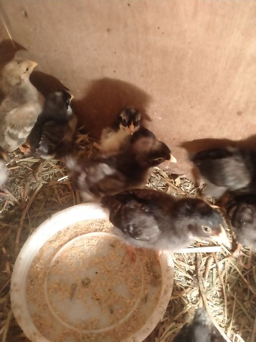 Цыплята домашние двухнедельные