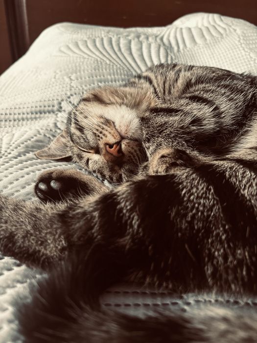 Отдам кота в хорошие руки