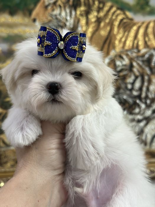 Шикарные кукольные малыши мальтезе